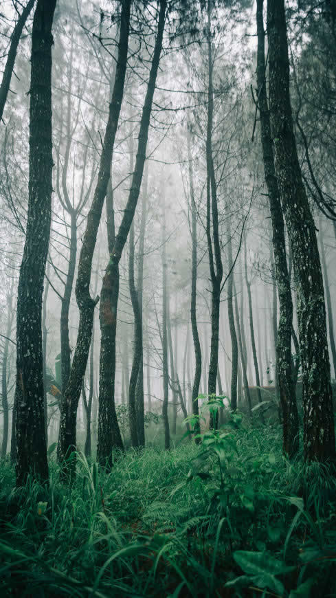 森林 雾高清壁纸图片 2880x5120