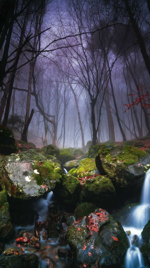 森林 岩石 苔藓 溪流高清壁纸图片 2160x3840