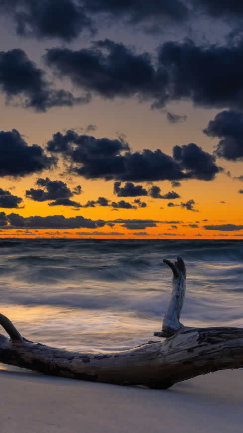 夕阳 大海 海滩 枯树高清壁纸图片 2160x3840