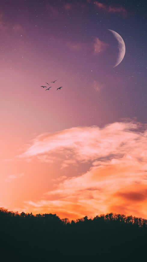 黄昏 天空 飞鸟 树木 剪影高清壁纸图片 2160x3840
