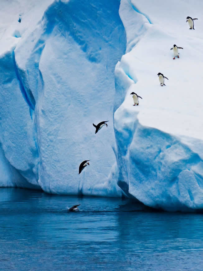 冰川上跳水的企鹅高清壁纸图片 2160x2880