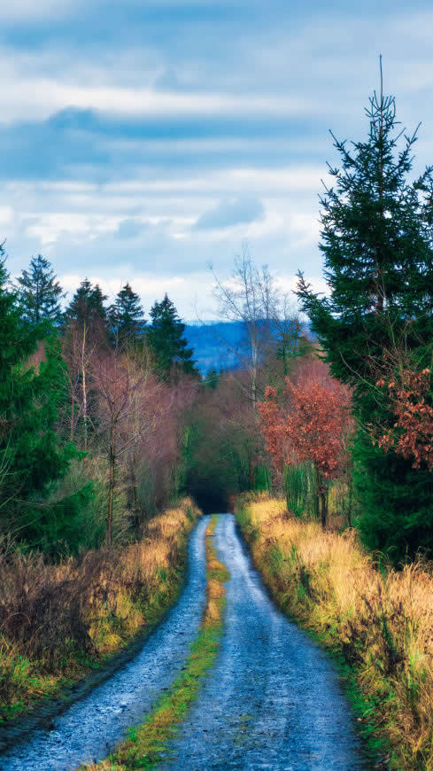 道路 树木 灌木丛高清壁纸图片 2160x3840