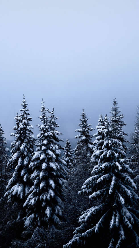 云杉 雪 森林高清壁纸图片 2160x3840