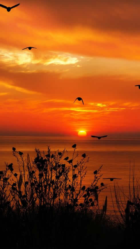 日落的海上飞鸟剪影高清壁纸图片 2160x3840