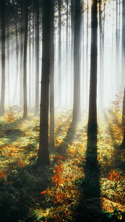 早晨森林中的阳光高清壁纸图片 2160x3840