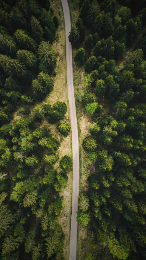 穿越森林的公路高清壁纸图片 2160x3840