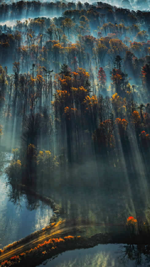 晨雾中的森林高清壁纸图片 2160x3840