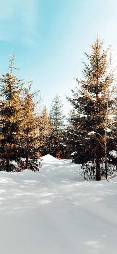 冬天树林雪地阳光高清壁纸图片 1125x2436