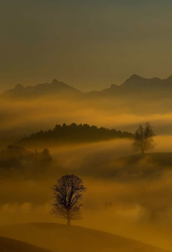 黄昏大雾弥漫的森林高清壁纸图片 4837x7087
