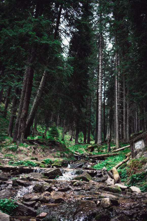 森林中的小溪高清壁纸图片 4000x6000
