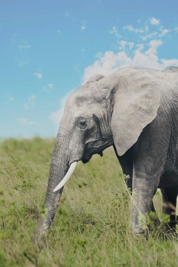 草原上的大象高清壁纸图片 3456x5184