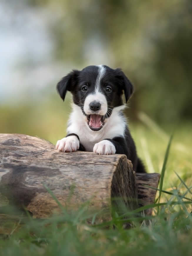 边境牧羊犬高清壁纸图片 1668x2224