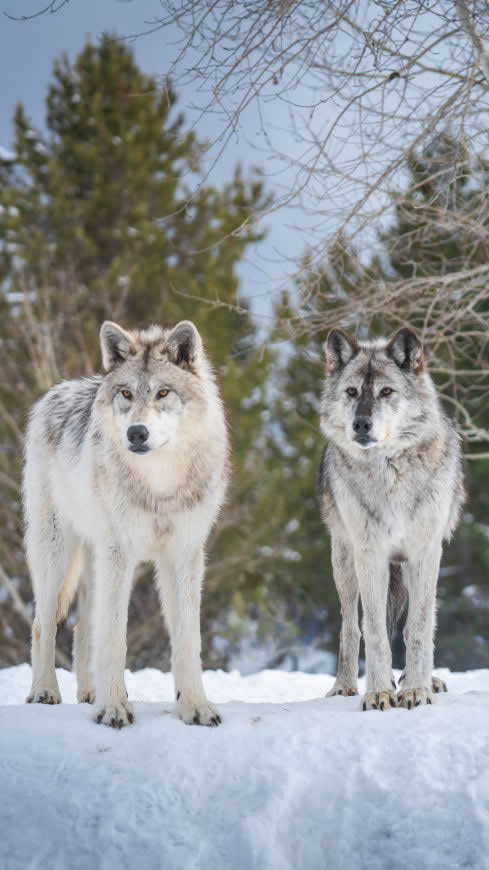 两只狼高清壁纸图片 1440x2560