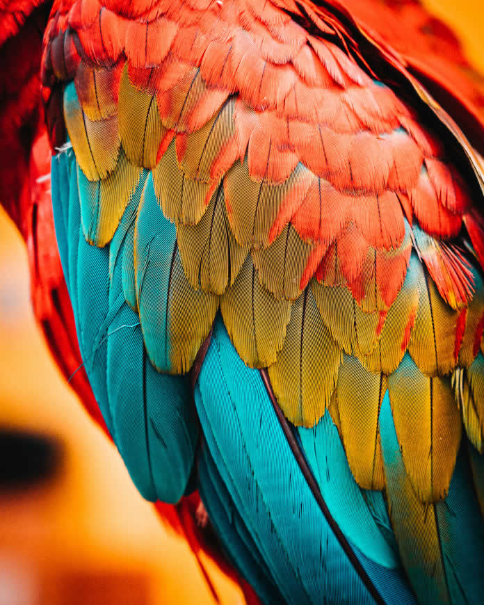金刚鹦鹉 彩色羽毛高清壁纸图片 2685x3356