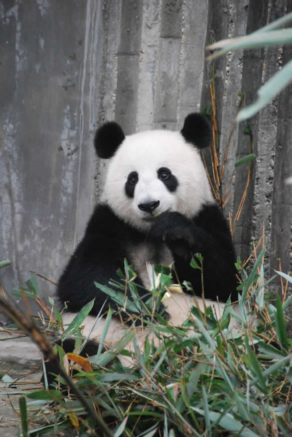 吃竹子的熊猫高清壁纸图片 2592x3872