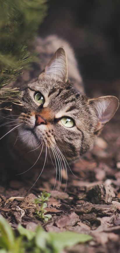 狸花猫高清壁纸图片 1440x3040