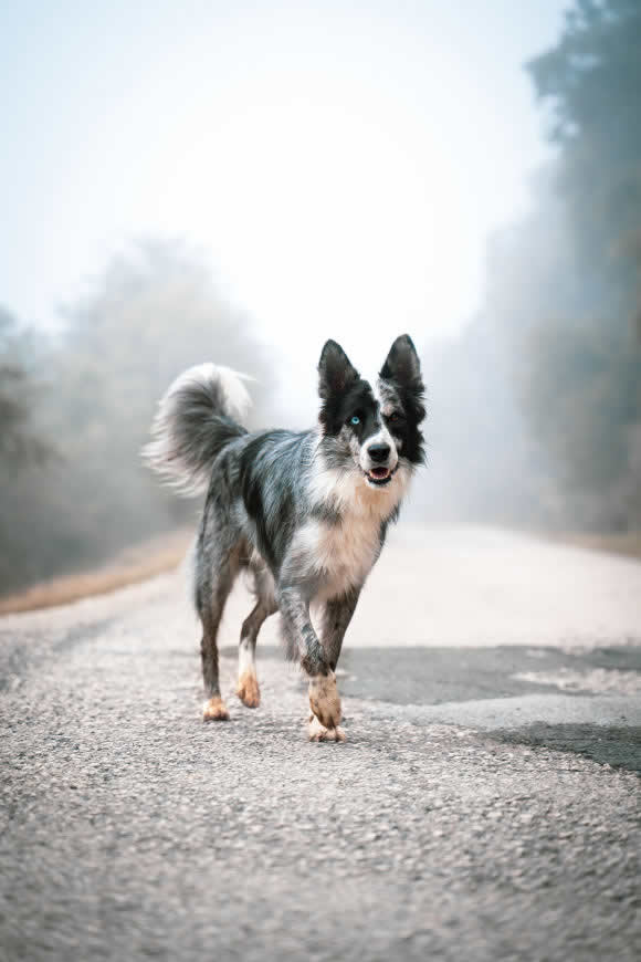 边境牧羊犬高清壁纸图片 3537x5305