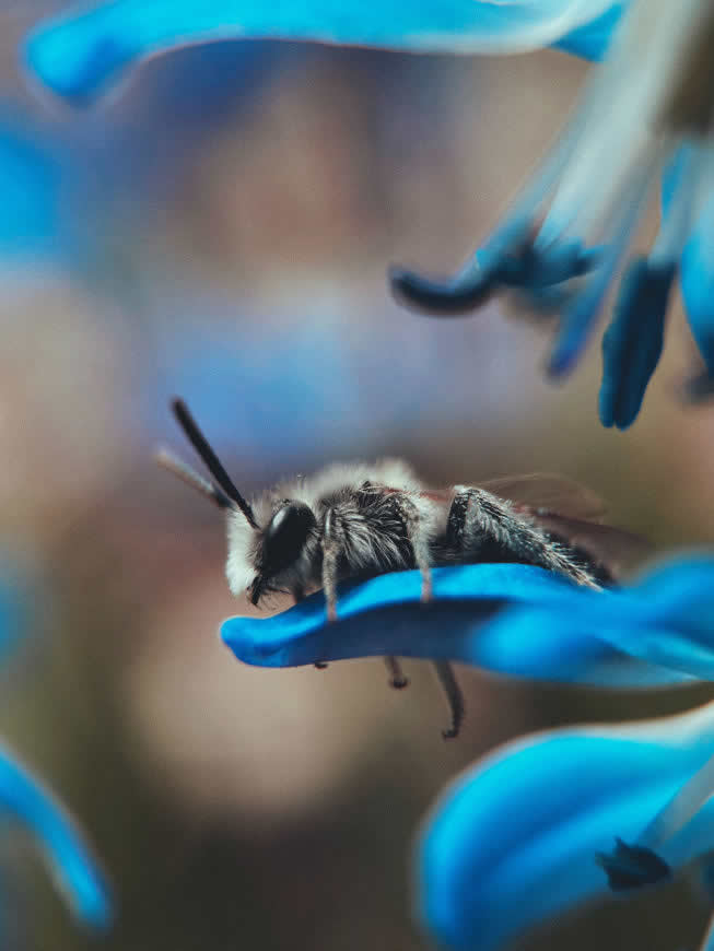 蓝色花瓣上的蜜蜂高清壁纸图片 3024x4032