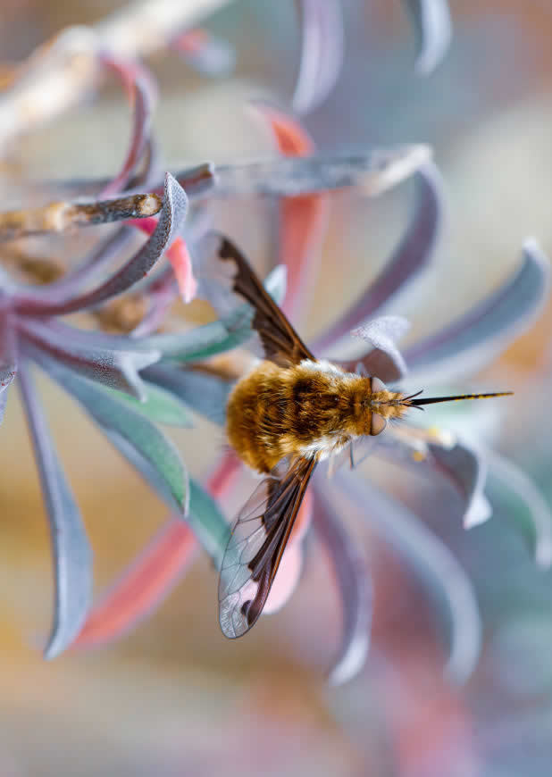 花瓣上的蜜蜂特写高清壁纸图片 4021x5663