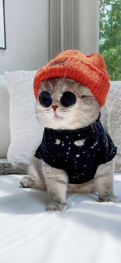 戴帽子和眼镜的猫咪高清壁纸图片 1242x2688