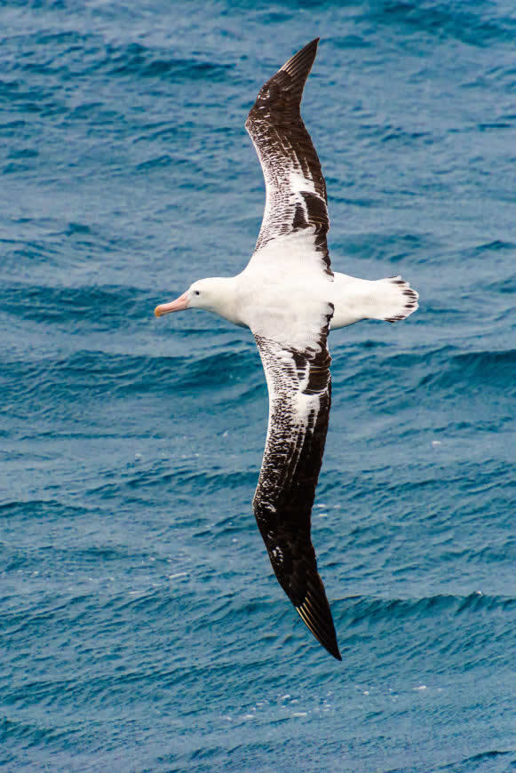海面飞翔的海鸥高清壁纸图片 3278x4911