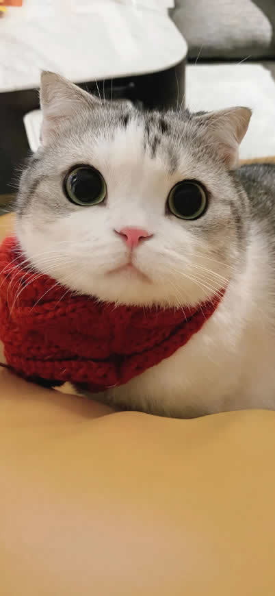 可爱的猫咪高清壁纸图片 1242x2688