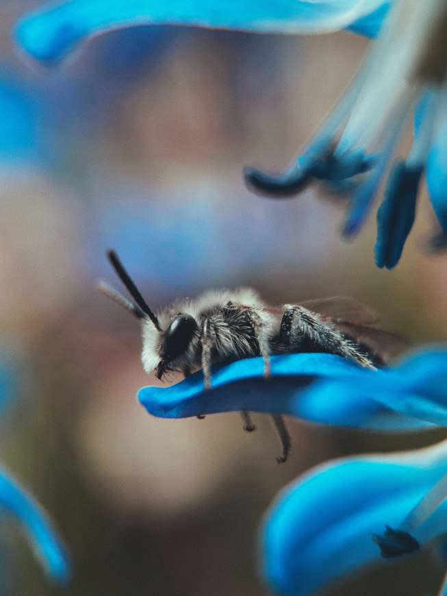 蓝色花瓣上的蜜蜂高清壁纸图片 3024x4032