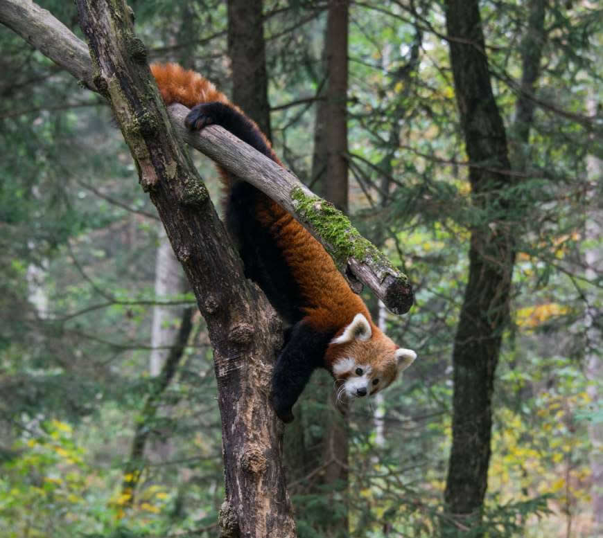 树上的小熊猫高清壁纸图片 4507x4026