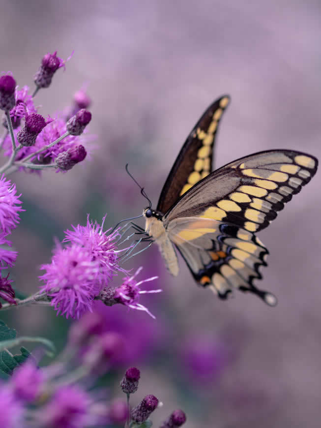 紫色花朵上的蝴蝶高清壁纸图片 3888x5184