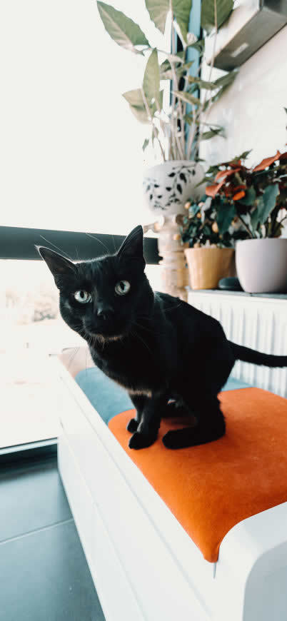 黑猫 猫咪高清壁纸图片 1125x2436