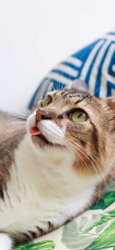 吐舌头的猫咪高清壁纸图片 1125x2436