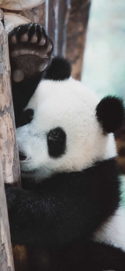 可爱的熊猫高清壁纸图片 1125x2436