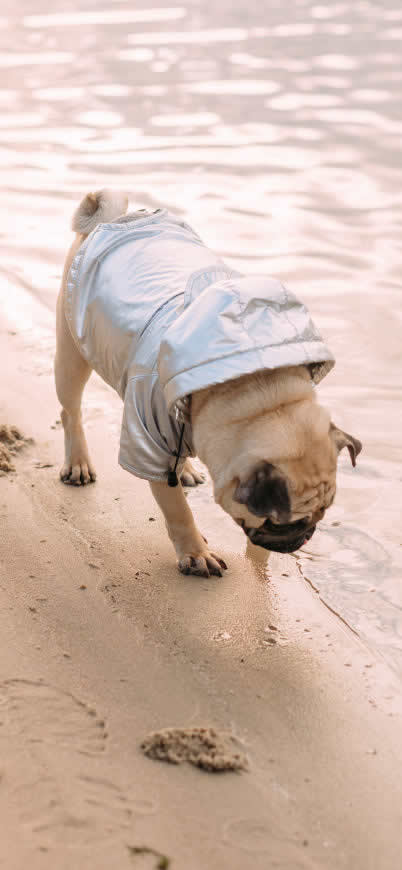 沙滩上的巴哥犬高清壁纸图片 1125x2436