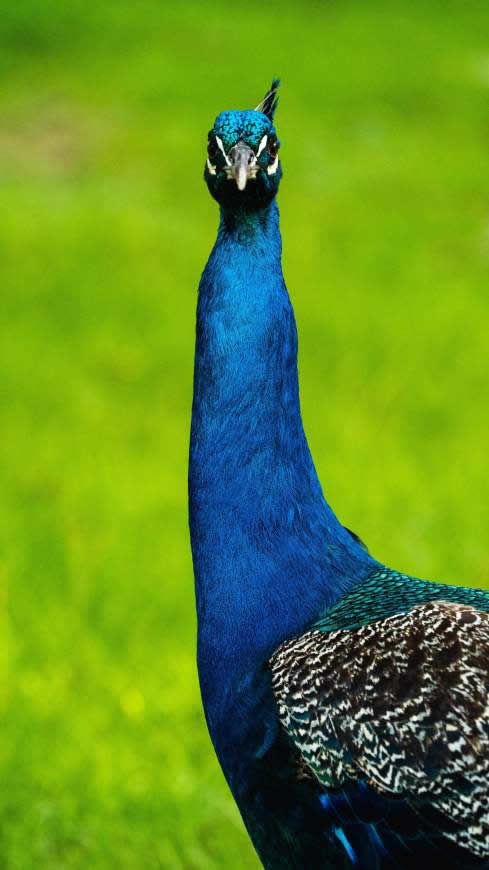孔雀高清壁纸图片 2160x3840