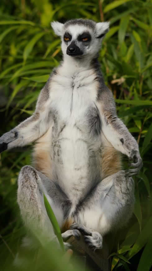 环尾狐猴高清壁纸图片 2160x3840