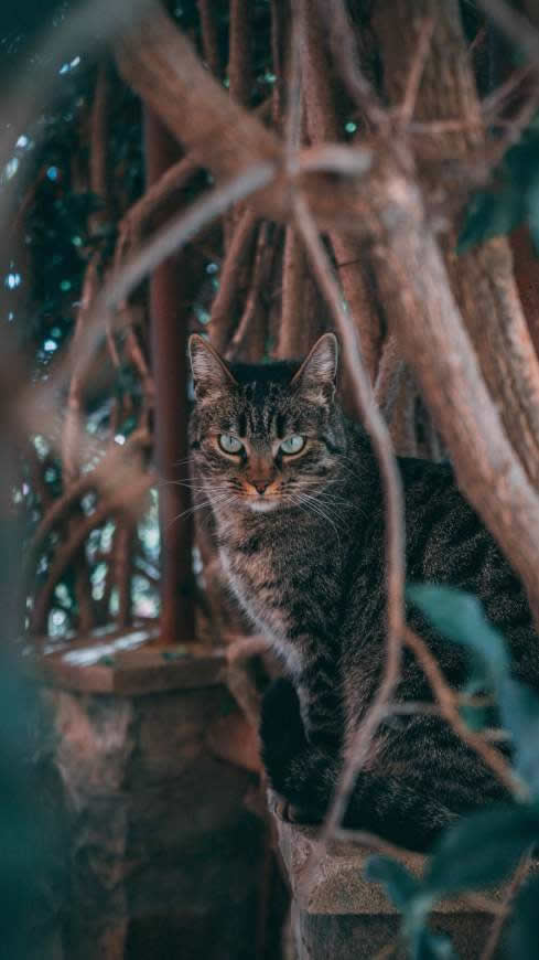 黑斑猫高清壁纸图片 2160x3840