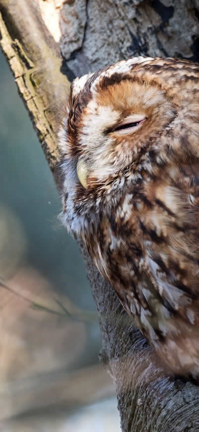 树干上睡觉的猫头鹰高清壁纸图片 1125x2436