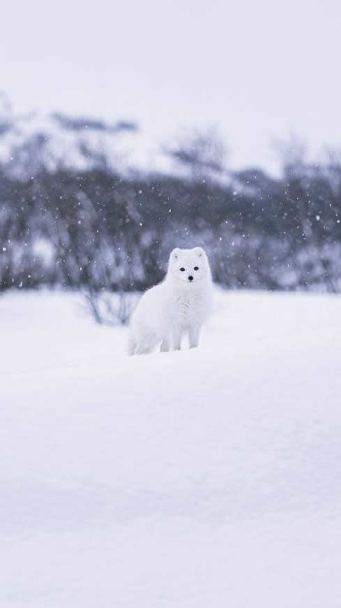 雪地里的小白狐高清壁纸图片 2160x3840