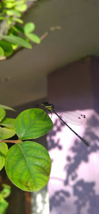 绿叶上的蜻蜓高清壁纸图片 1125x2436