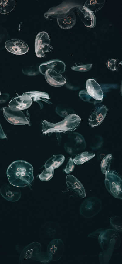 透明水母群高清壁纸图片 1125x2436
