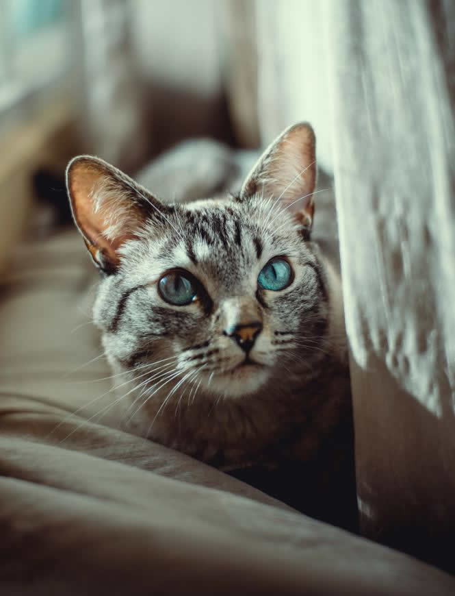 猫咪蓝眼睛高清壁纸图片 3200x4187