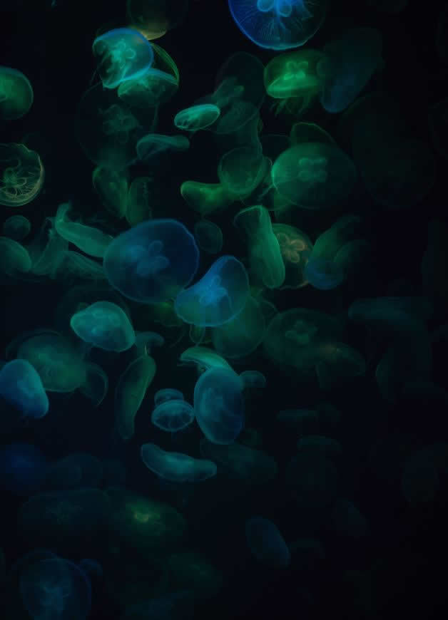 绿色透明水母高清壁纸图片 3648x5057