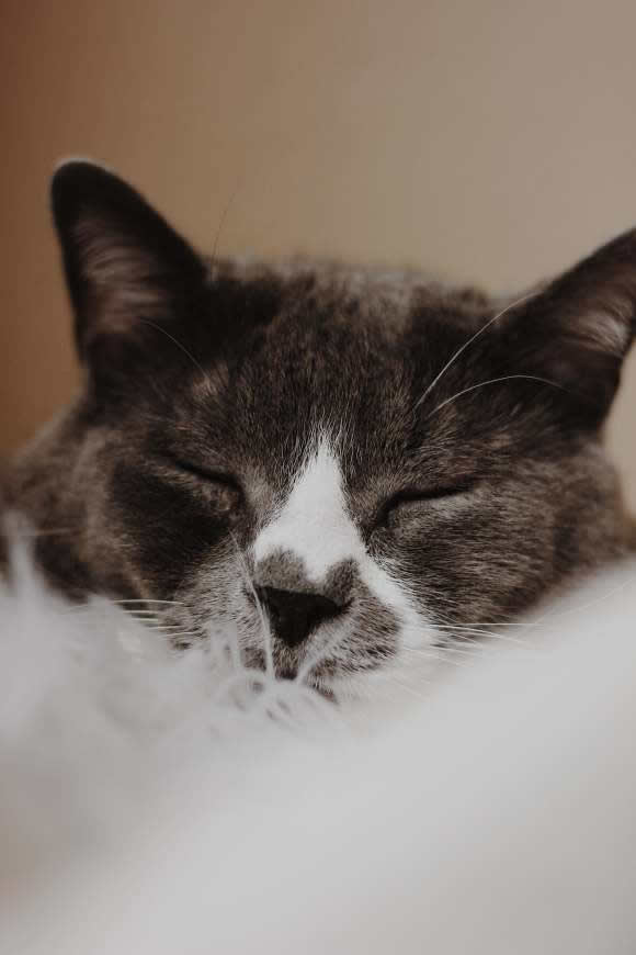正在睡觉的猫咪高清壁纸图片 2304x3456