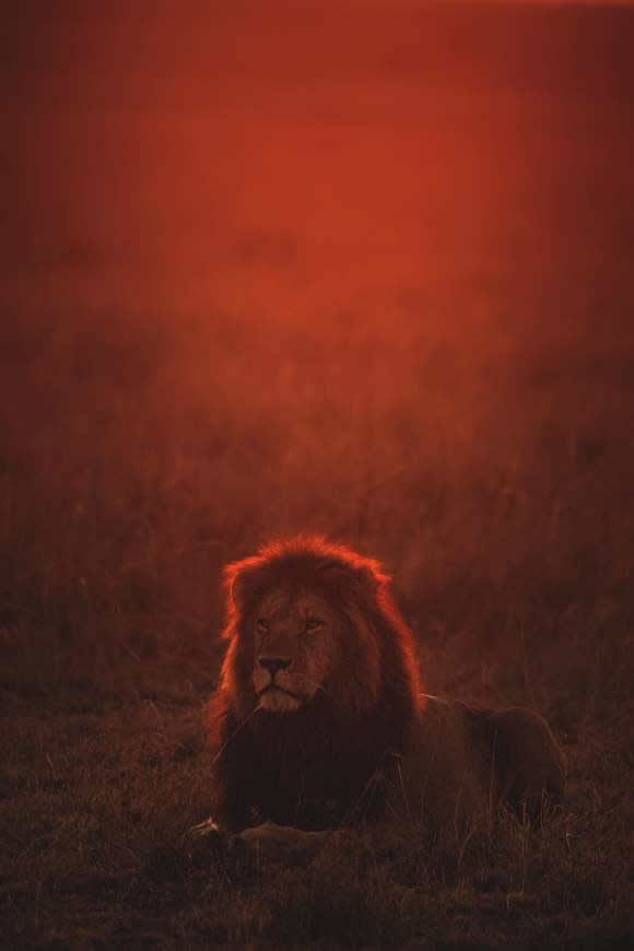 黄昏趴在草地上的狮子高清壁纸图片 2866x4300