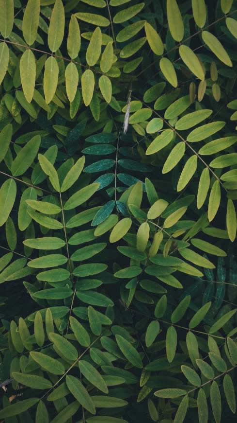 植物绿叶高清壁纸图片 2160x3840
