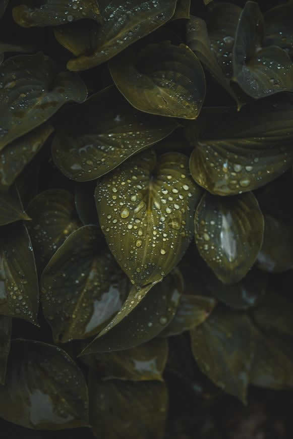 绿叶上的水珠高清壁纸图片 4016x6016