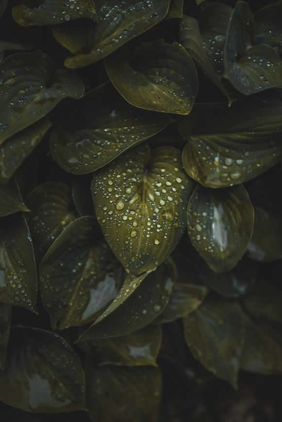 绿叶上的水珠高清壁纸图片 4016x6016