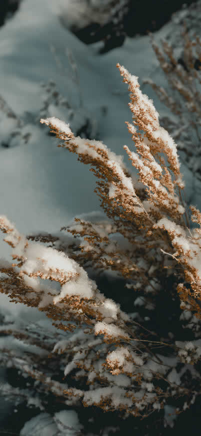 积雪覆盖的枯草高清壁纸图片 1125x2436