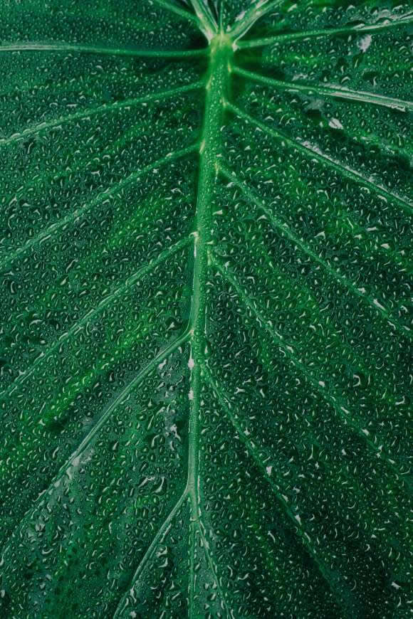 绿叶上的水珠高清壁纸图片 4000x6000