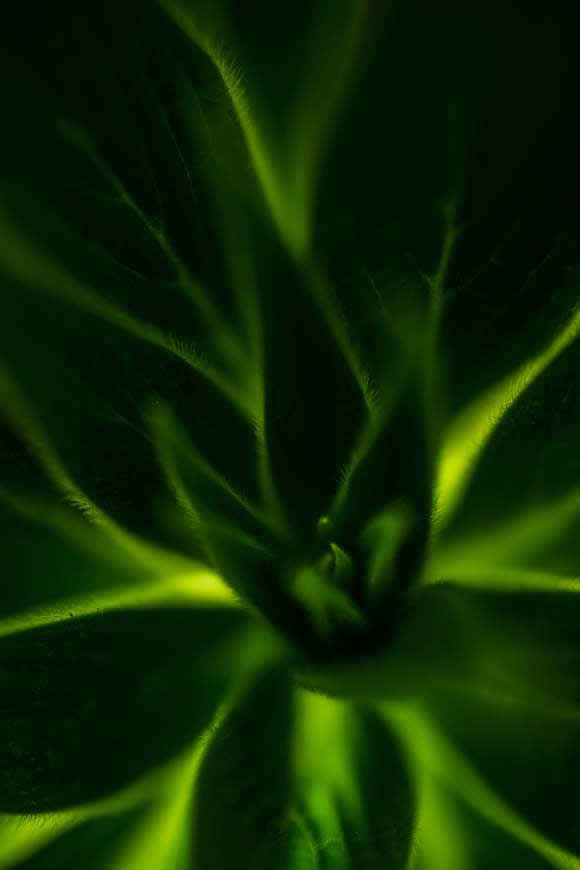 绿色植物高清壁纸图片 4480x6720
